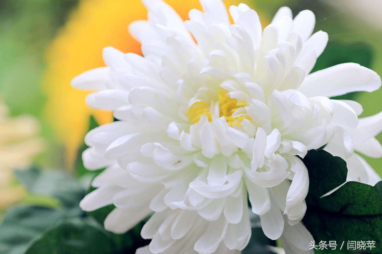 悠然菊影从何觅？南山菊姿下龙亭