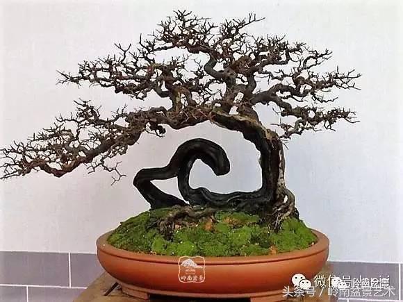 雀梅盆景100幅欣赏,珍藏雀梅盆景图片