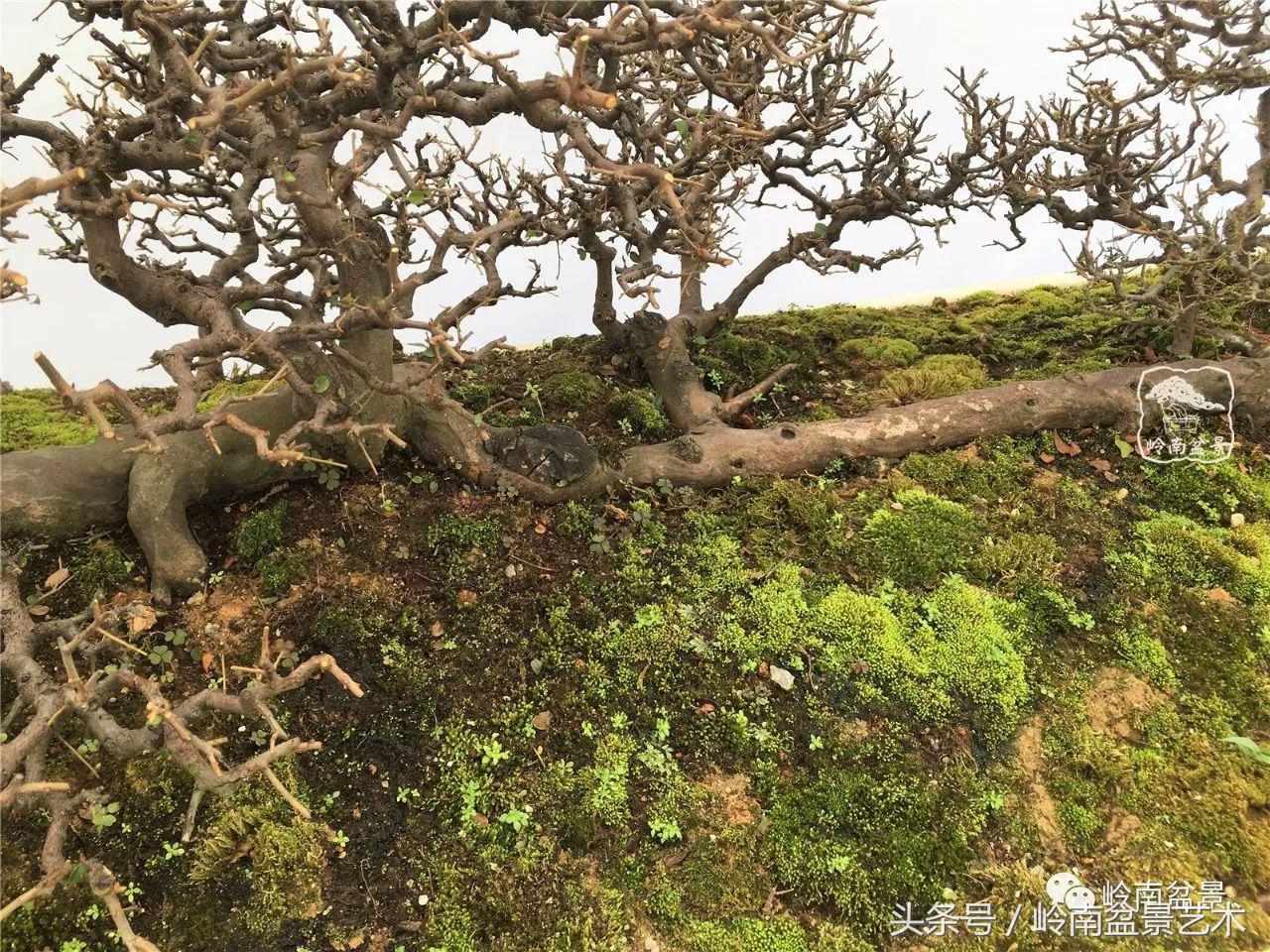 雀梅盆景100幅欣赏,珍藏雀梅盆景图片