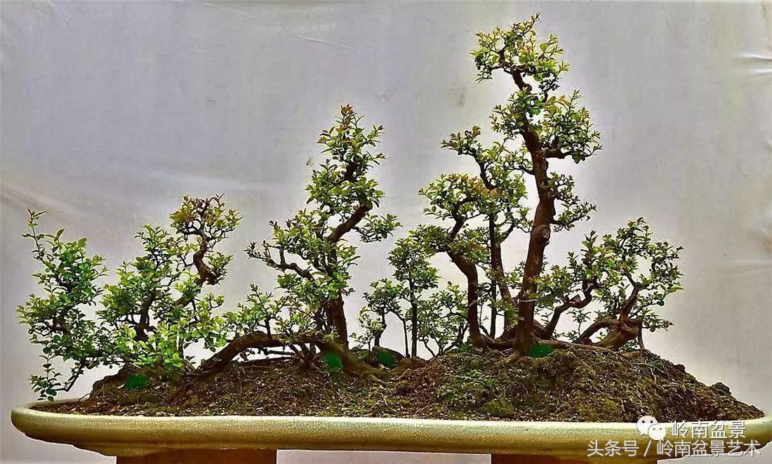 雀梅盆景100幅欣赏,珍藏雀梅盆景图片