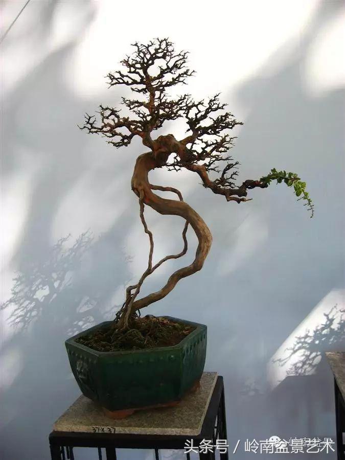 雀梅盆景100幅欣赏,珍藏雀梅盆景图片