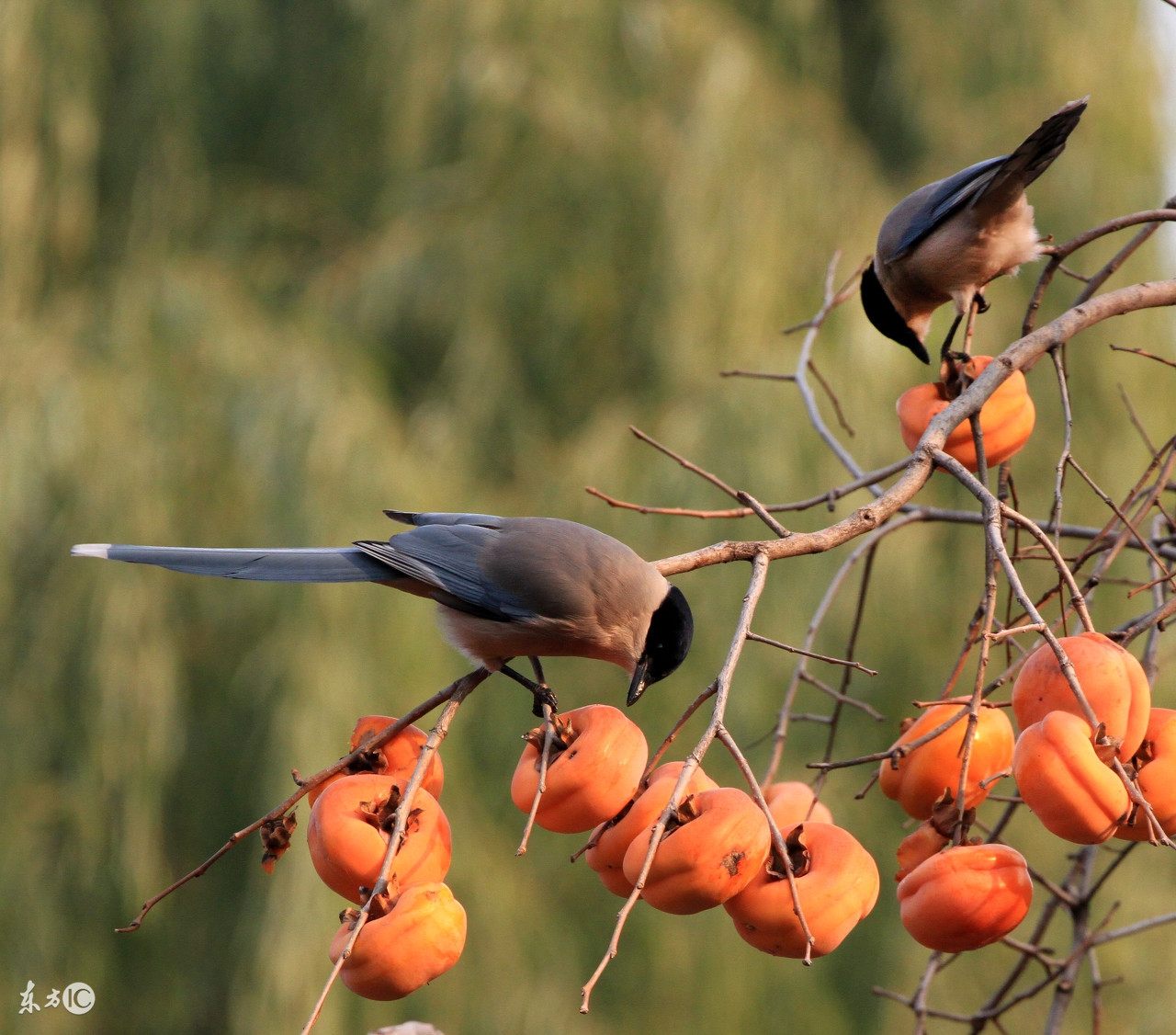 孕妇最近总梦到宝宝出生了,孕妇梦到小孩出生了是什么征兆