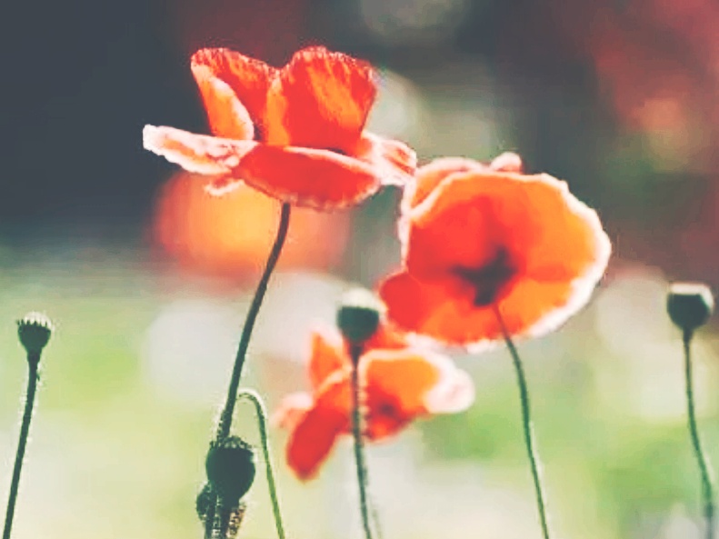 全球十大最美的国花,所有国家的国花大全