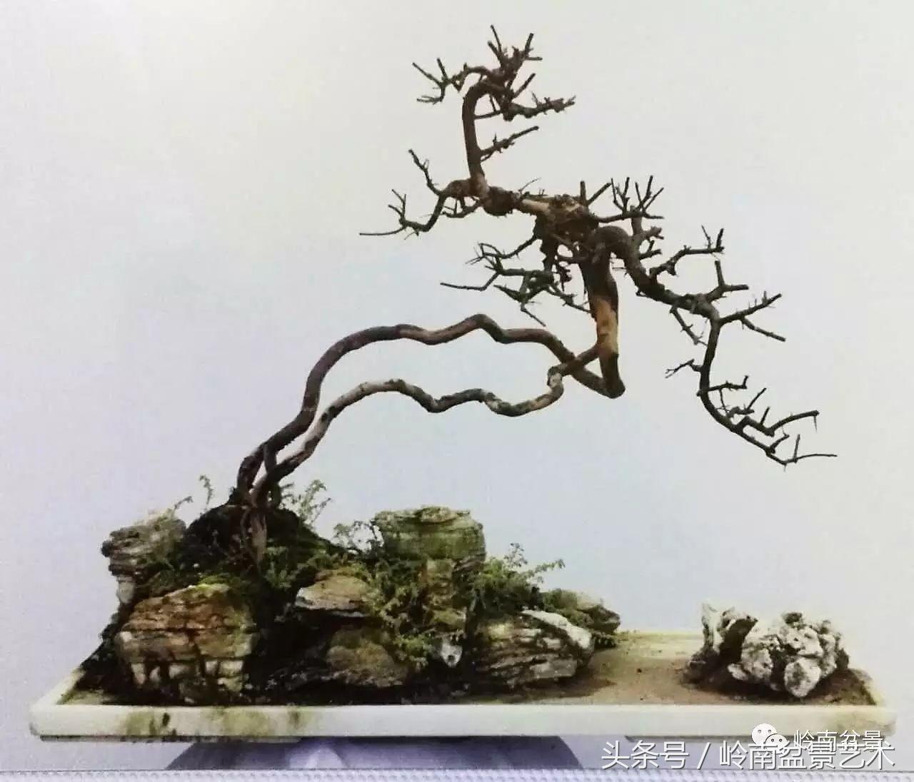 雀梅盆景价格在五千元至二万元的,经典中式庭院雀梅盆景100万以上