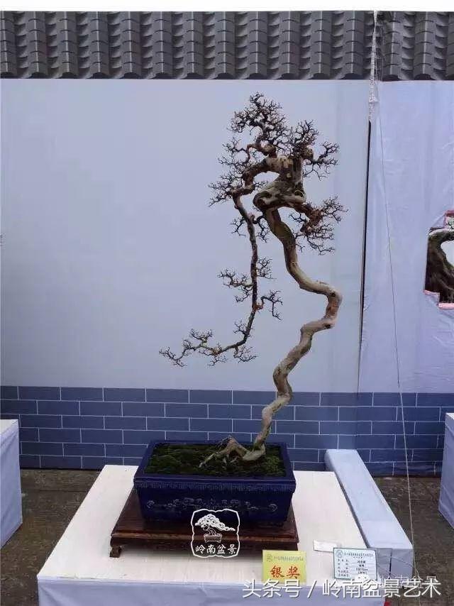 雀梅盆景100幅欣赏,珍藏雀梅盆景图片