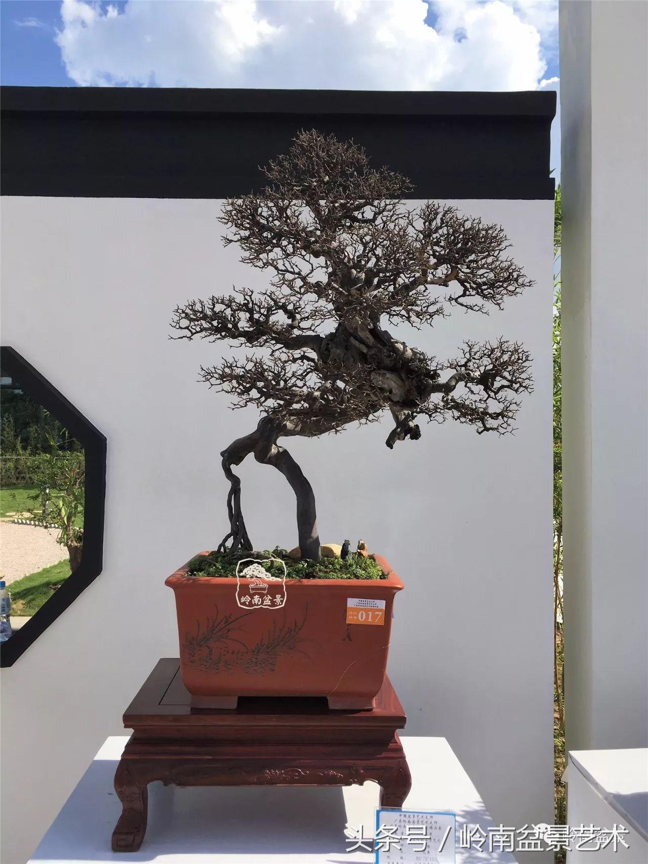 雀梅盆景价格在五千元至二万元的,经典中式庭院雀梅盆景100万以上