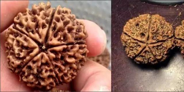 金刚菩提怎么分辨是不是落地红,金刚菩提吊坠识别真假