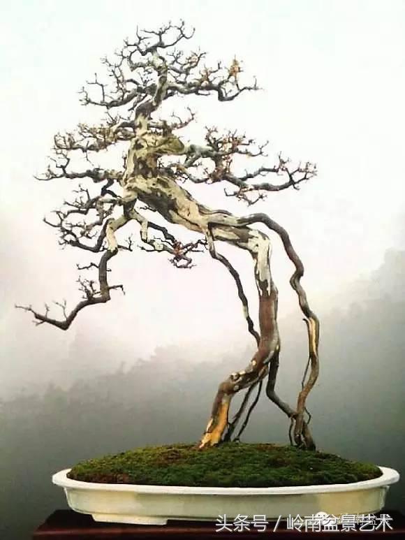 雀梅盆景100幅欣赏,珍藏雀梅盆景图片