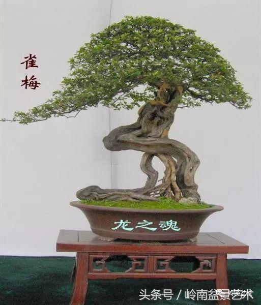 精品盆景雀梅杜鹃罗汉松,最美的100盆雀梅盆景建议收藏