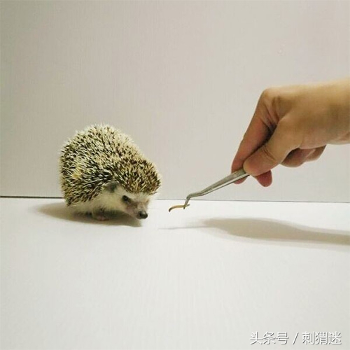 宠物刺猬到底应该喂什么——活饵篇