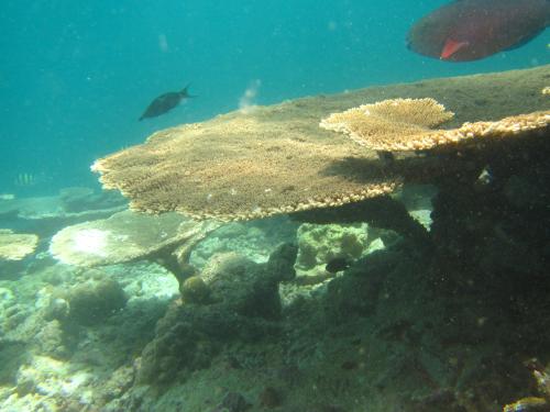 马尔代夫满月岛,满月岛