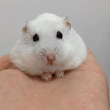 仓鼠可爱瞬间把人萌得要命,仓鼠有多可爱就有多调皮