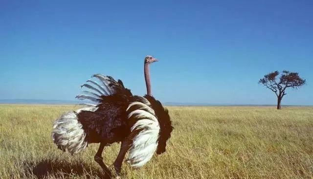 鸵鸟皮衣护理,鸵鸟皮的护理方法和注意事项