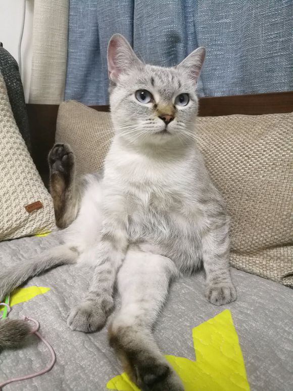 猫咪呕吐不进食需要去打针输液吗,猫咪呕吐了应该用什么方法治疗