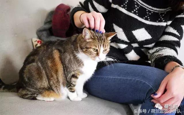 同样是撸猫，看看荷兰人和我们有什么不一样！