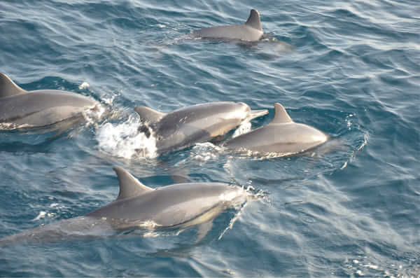 满月岛旅游攻略,满月岛和马尔代夫岛哪个好