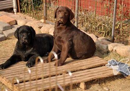 饲养拉布拉多幼犬注意事项视频,拉布拉多幼犬怎么饲养