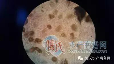 齐同俊医生年度总结,渔医齐同俊简介