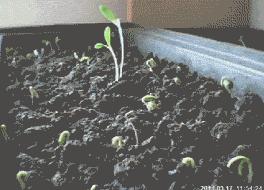 食物卡路里表大全减肥,减肥各种食物卡路里表