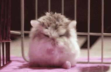 仓鼠可爱瞬间把人萌得要命,仓鼠有多可爱就有多调皮