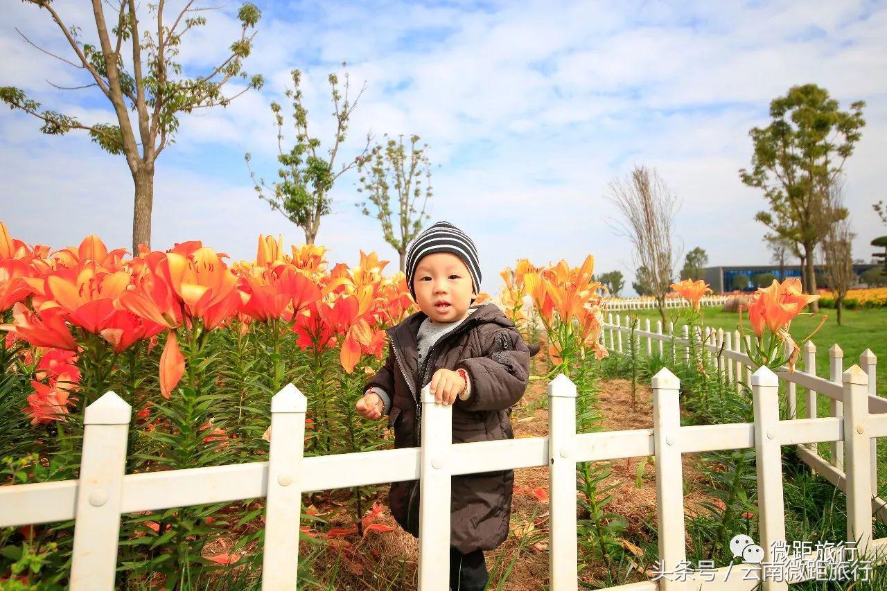 春节免费开放弥勒太平湖森林公园,弥勒太平湖森林公园6月去有花吗