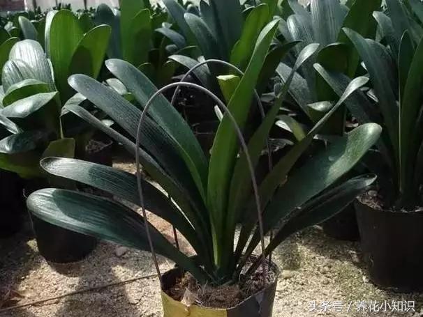 君子兰的叶片长歪了怎么办,君子兰叶片长歪如何矫正