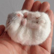 仓鼠的激萌反应瞬间萌化,仓鼠是不是萌化了