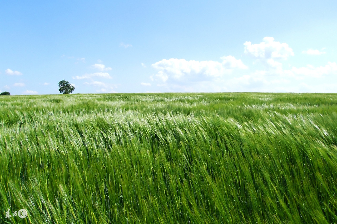 2023年兔年农历11月出生的怎么样,兔年十一月出生的人运气怎样