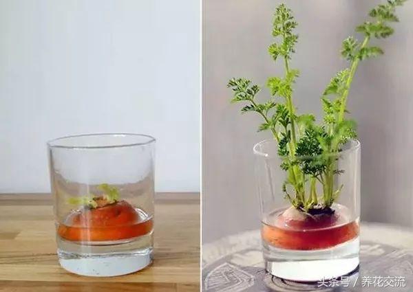 红薯与芋头能一起种吗,红薯忘了吃发芽怎么做盆栽