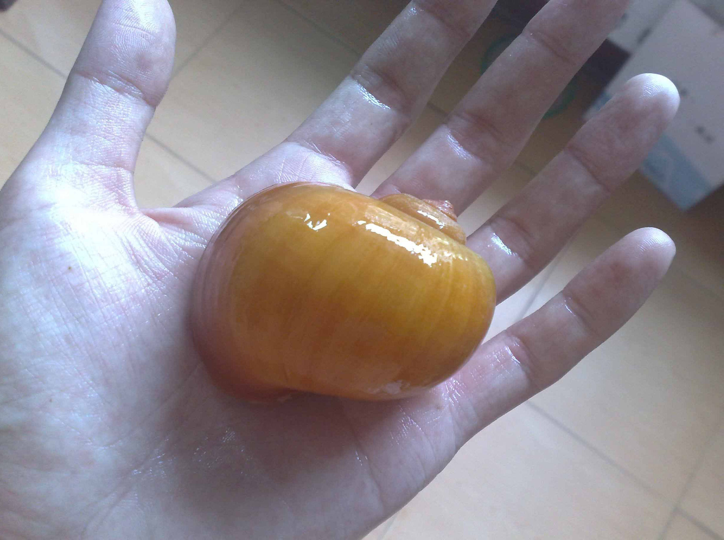 草缸螺类,草缸螺类大全图解