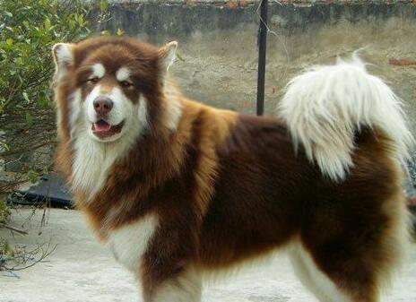 阿拉斯加犬咳嗽怎么治疗,阿拉斯加狗狗感冒什么症状