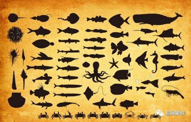 海产市场常见鱼有哪些品种,中国市场常见的进口鱼有哪些