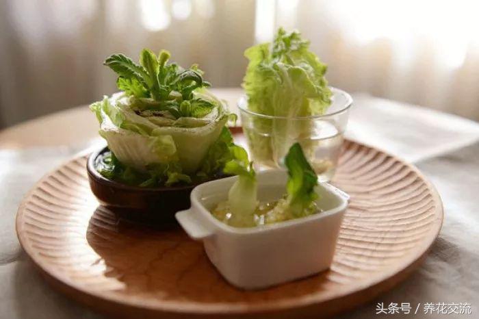 红薯与芋头能一起种吗,红薯忘了吃发芽怎么做盆栽