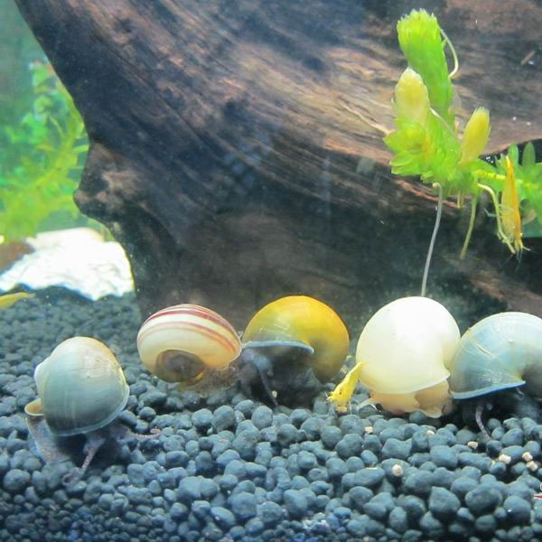 草缸螺类品种大全,草缸螺类