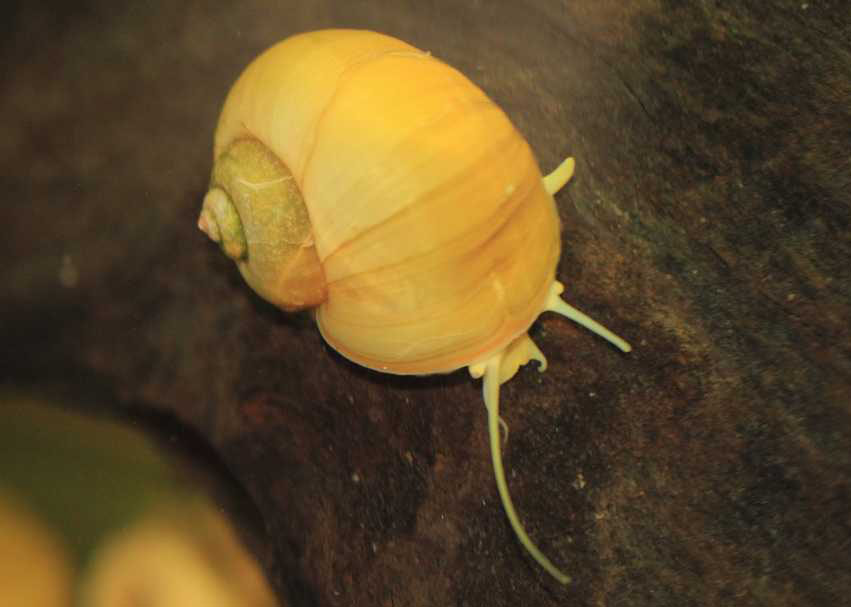 草缸螺类,草缸螺类大全图解