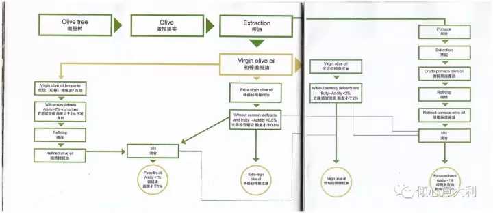 3分钟了解橄榄树,一分钟了解油橄榄