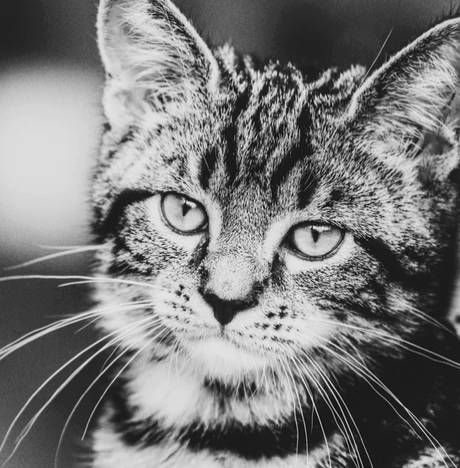 活体宠物一经售出,活体一经售出概不退换合法吗