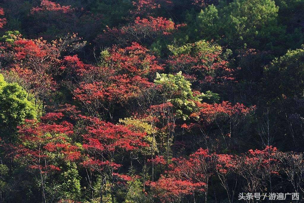 南宁三塘免费景点,南宁十大免费旅游景点