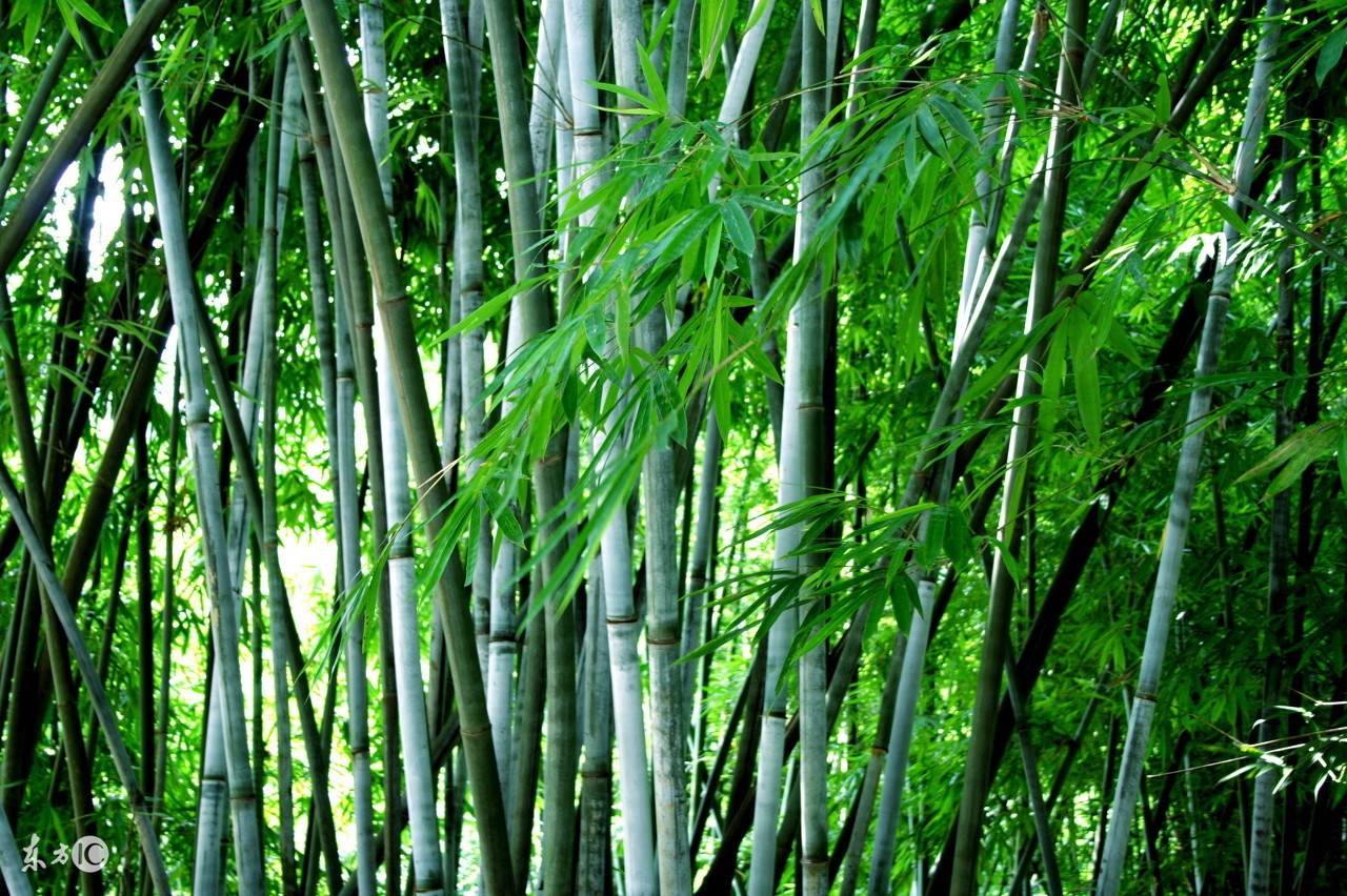 农村院子不宜种什么植物,家里院子种植什么植物对风水最好