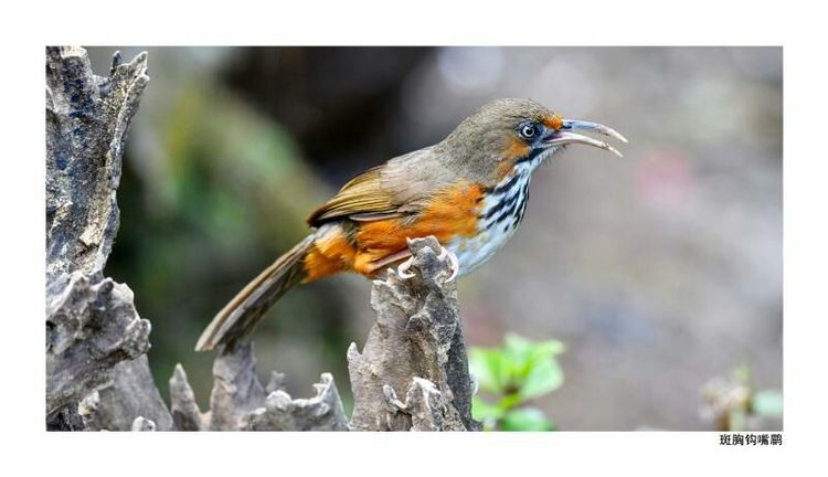 2018年鸟趣日历,太精美了,人手一份,值得收藏!