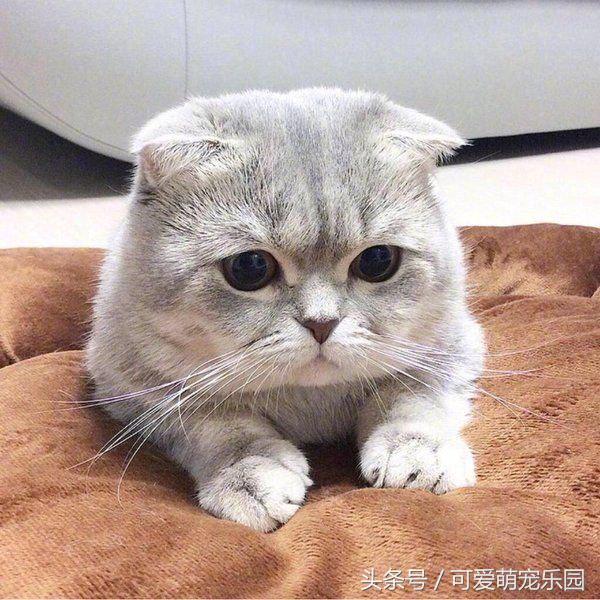 澶ц劯鐚殑鐑︽伡,澶ц劯鐚殑鐑︽伡瑙h