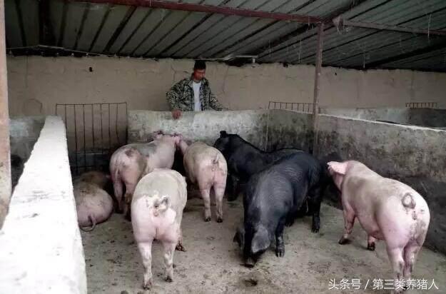 现在猪肉销售模式,浙江散养土猪销售