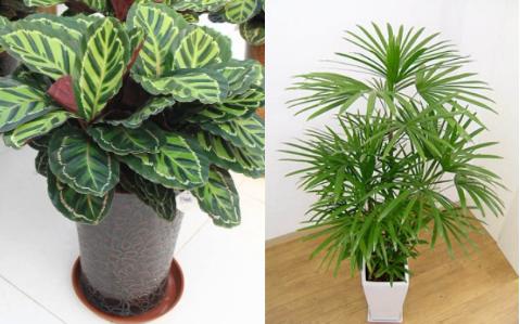 什么花好养又吸收尼古丁,屋里养什么绿植吸收尼古丁和尘土