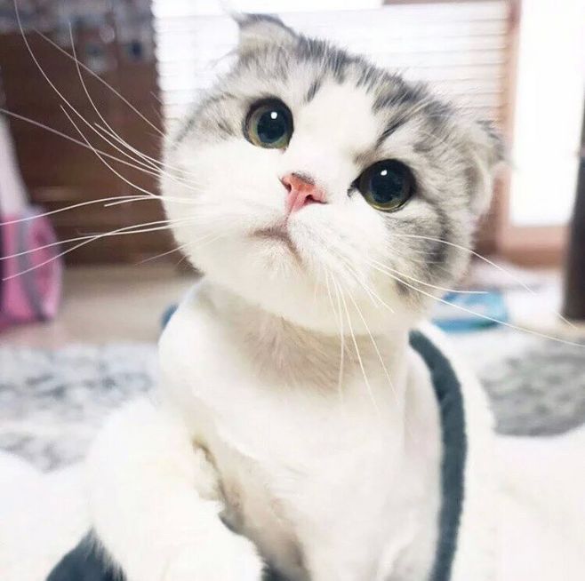 适合撸的猫咪品种,十大可爱的猫咪品种