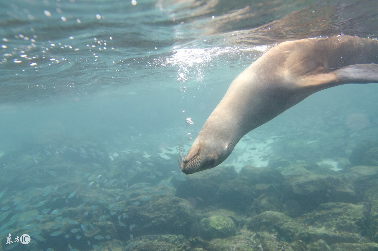 如何能够在海底漫步,海底漫步需要做什么准备