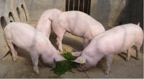 猪口蹄疫发病新特点及其防控要点,如何防控猪口蹄疫症状