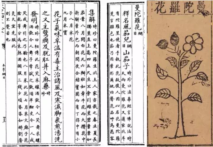 汗蒙药是什么,汗蒙药是啥