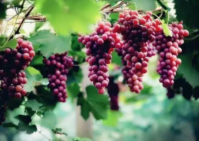 来南京就要买这些，别挑了选我！