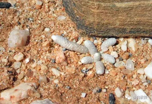 大连多肉在野外的生长环境,常见的一些多肉品种