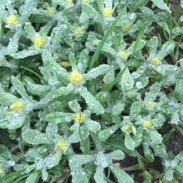 开春挖野菜教你轻松识别18种野菜,您知道春季最养肝护肝的野菜吗